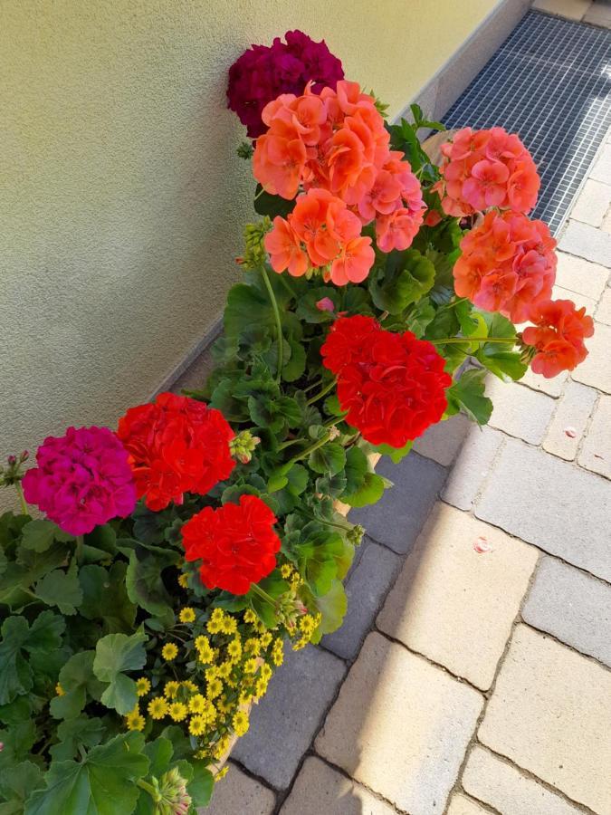 Agritur Belsogno B&B Брец Экстерьер фото